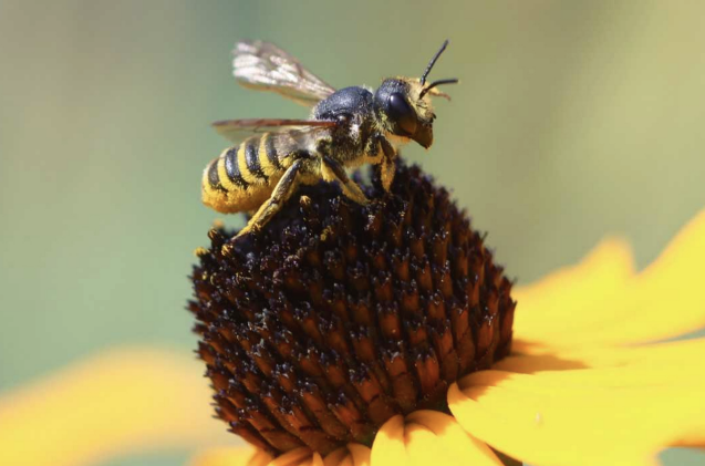 cavity nesting bee on flower